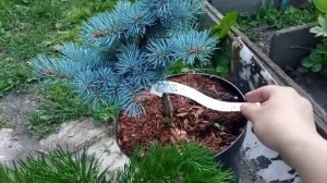 Высадка колоновидного можжевельника blue arrow.