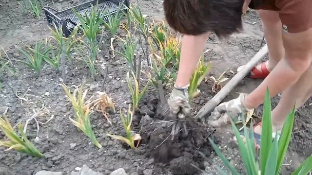 Когда и как выкапывать гиоцинты. смотреть онлайн
