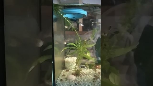 #аквариум #рыбки #гуппи #аквариумные #содержание смотреть онлайн