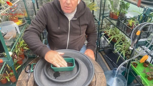 How to Grow Live sphagnum moss for top dressing on my Nepenthes (92) смотреть онлайн