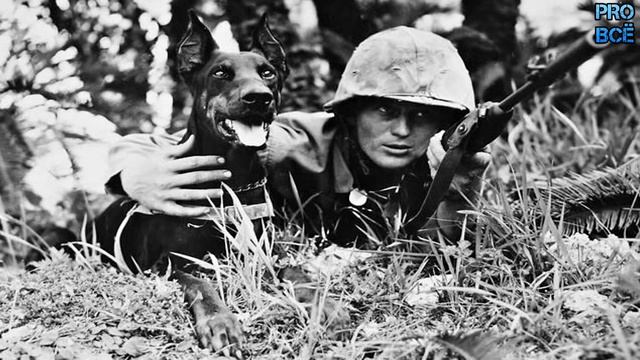 История происхождения и разведения собак породы доберман. Лучший охранник. смотреть онлайн