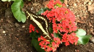 Значение имени АННА