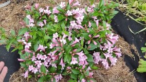 Вейгела Пінк Поппет Weigela pink poppet