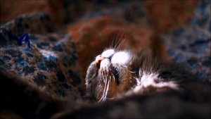 Котик Мейн Кун мурлыкает