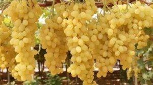 Песня   Виноградная лоза  сл  и муз  Б  Окуджавы