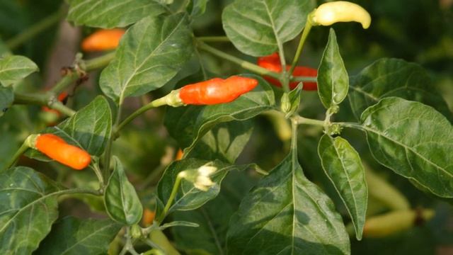 Кайенкий перец для укрепления мужской силы и для похудения в капсулах