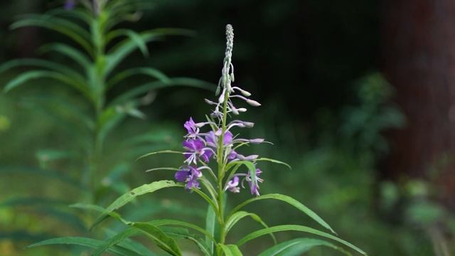 Sony a99 смотреть онлайн