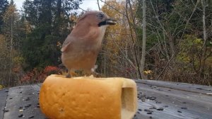 Кормушка для птиц из буханки хлеба