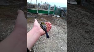 Обзор ловушки для синиц