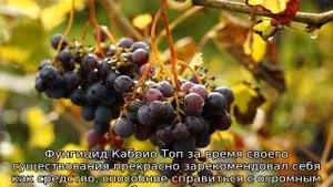 Кабрио Топ для винограда — фунгицид, инструкция
