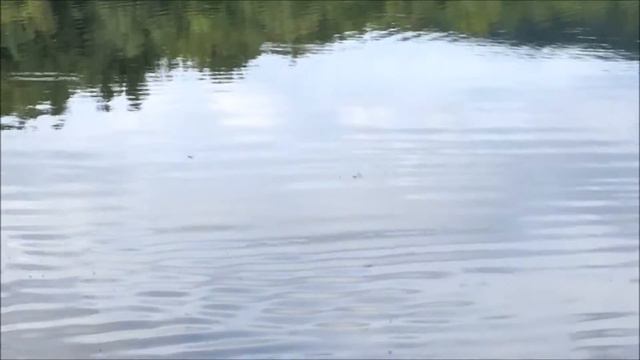 Dance of the Dragonflies смотреть онлайн