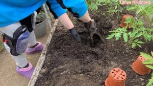 ТРИ ТОМАТА В ОДНУ ЛУНКУ. ОТЛИЧНЫЙ РЕЗУЛЬТАТ. СУПЕР УРОЖАЙ.