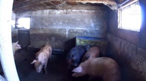 Массовый забой / Думаю стоит ли заниматься свиноводством дальше ? И вообще выгодно ли это.