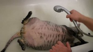 Кот под душем)) The cat is taking a shower