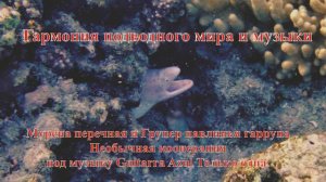 30. Мурена перечная и Групер павлинья гаррупа Необычная кооперация под музыку Azul Только одна