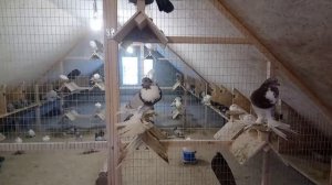 голуби померанские дутыши