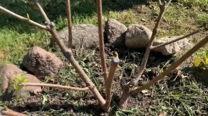 ПЕРВАЯ ПОДКОРМКА МЕТЕЛЬЧАТЫХ ГОРТЕНЗИЙ. Обзор гортензий на 18 мая.