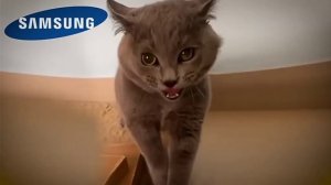 Звуки телефон ?????