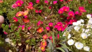 765 - Garmi me flowers ke liye evergreen shrub Maxican Petunia ko jarur lagayen/Grow Mexican Petuni