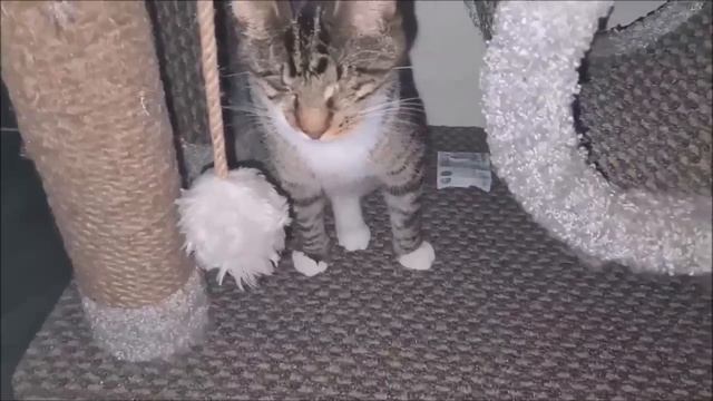 Жизнь с хорьком. Немного юмора.😺