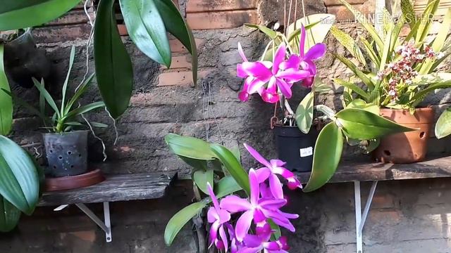 #Cattleya#Violacia
ORQUÍDEA MARAVILHOSA COM SEIS FLORES❤❤
VAI TER SORTEIO NO CANAL EM BREVE👏👏 смотреть онлайн