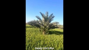 Xiaomi 14 Ultra Vs Galaxy S24 Ultra Vs Vivo X100 Pro Camera Comparison