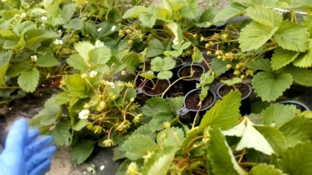 Клубника сорт Фестивальная г. Омск Ферма "Омская Ягода". смотреть онлайн