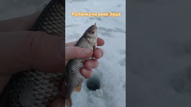 РЫБАЛКА на МОРМЫШКУ 🐟 РЕКА ЗУША 🐟🎣🐟🌊🐟🌅📽️🌲🌲🌲❄️☃️🌀