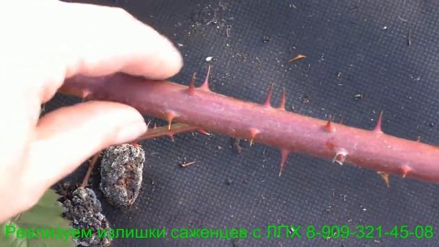 Ежевика и шипы.