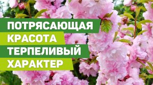 УРАЛЬСКАЯ САКУРА  Посадите красивое растение у себя в саду  Восторг гостей гарантирован.mp4