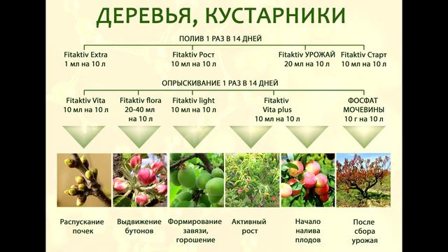 Деревья и кустарники / Схема применения препаратов FITAKTIV смотреть онлайн