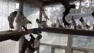 голуби дутыши