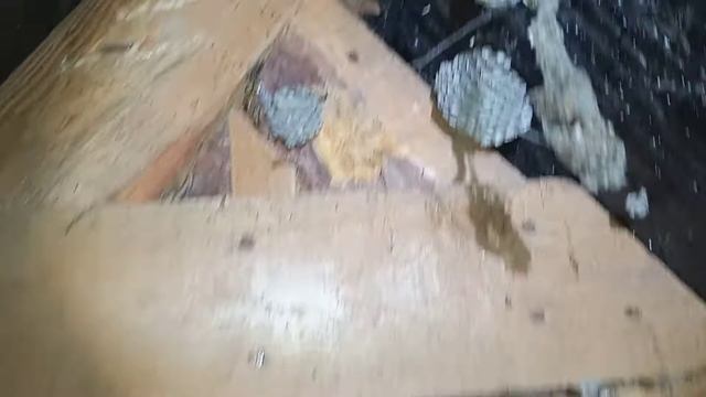 где зимуют осы смотреть онлайн