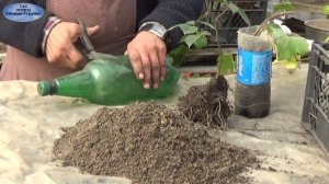 БЕЗШИПНАЯ ЕЖЕВИКА. СОРТ ТОРНФРИ. РАЗМНОЖЕНИЕ.