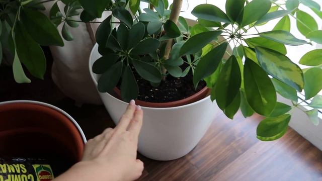 VLOG 🔥 СУП 🔥 ОСЕННИЙ LIBRE INTENSE 🔥 ЦВЕТЫ 🔥 ОБУВЬ 🔥ПОКУПКИ ❤ THEJULIASWORLD смотреть онлайн