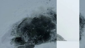 Горьковское водохранилище, г. Пучеж, 16.12.2020