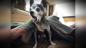 ?СОБАКА ПОЛЮБИТ ЭТИ ЗВУКИ ПРИКОЛ НАД СОБАКОЙ YOUR DOG LOVES THESE SOUNDS