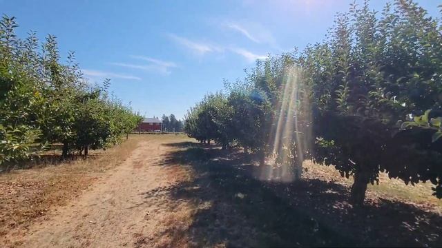 США Ферма ? Всё Дорого Разорились на 160$ Сезон Закончился. смотреть онлайн