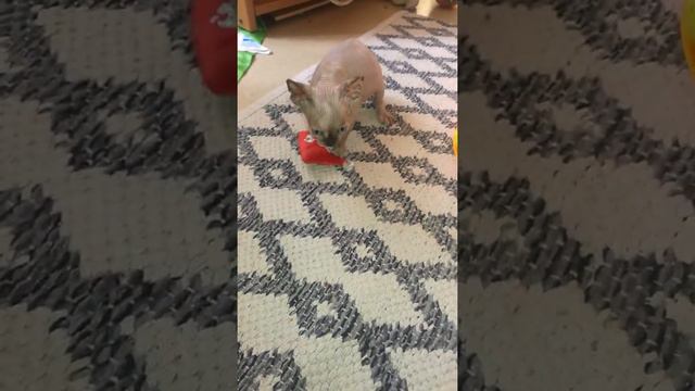канадский сфинкс
