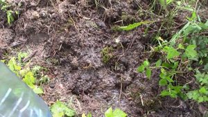 ЕСЛИ НЕ ВЕРИТЕ, ТО ЛУЧШЕ НЕ СМОТРЕТЬ! Выращивание белых грибов в домашних условиях. Белый гриб дома