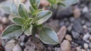 PROSTRATE PIGWEED (Amaranthus blitoides)