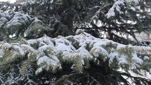 ЖЕНЩИНА ЛЕВ Характеристика Знака Зодиака