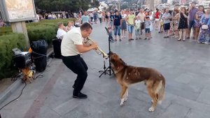 Ялта. Поющая собака.