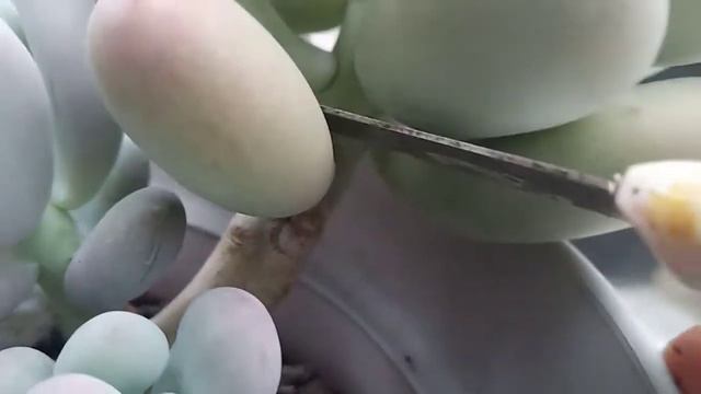 TIP PERBANYAKAN SUKULEN/ PROPAGATION SUCCULENTS смотреть онлайн