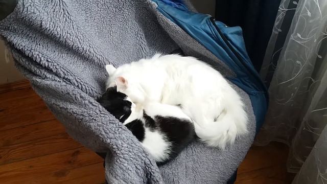 Место кошек в нашем доме Видео № 44 смотреть онлайн