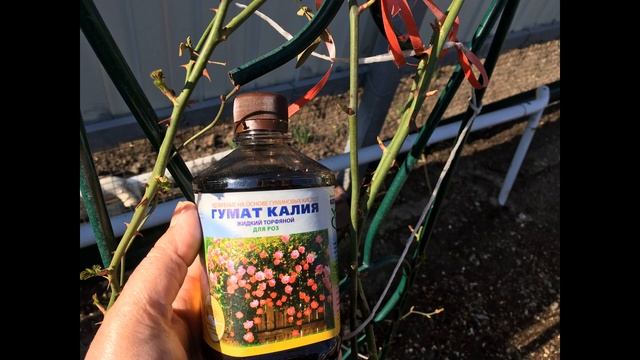 Посылка из ПРОЦВЕТОК. Роза ЛАГУНА. смотреть онлайн