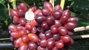 Виноград Малиновая заря. Плодоношение молодого куста в 2019 г.