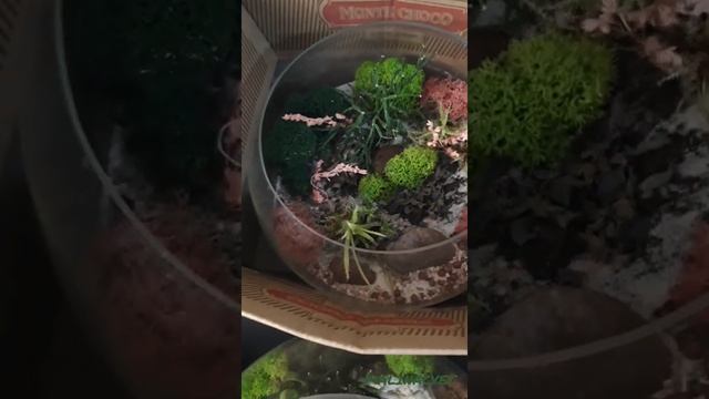 Флорариумы, как их поливать. Watering the florarium. смотреть онлайн