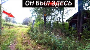 Дикие КАБАНЫ  в заброшенной деревне