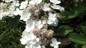 Медовая  гортензия метельчатая  Вимс Ред - три цвета в одном сорте. Мои сорта гортензии в саду.